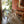 ULTRASOFT PATAGONIA SHORN SHEEPSKIN WOODEN FRAME CHAIR